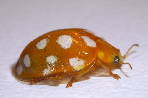 Réf. 276 174 : Halyzia sedecimguttata